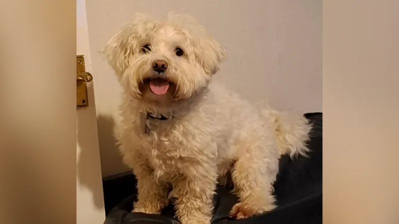 Dog attacked by man with golf club