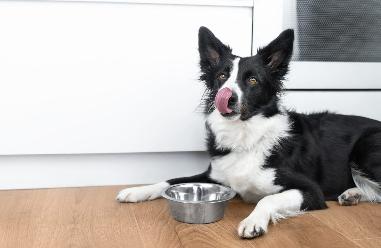 10 Dog Food Brands to Avoid